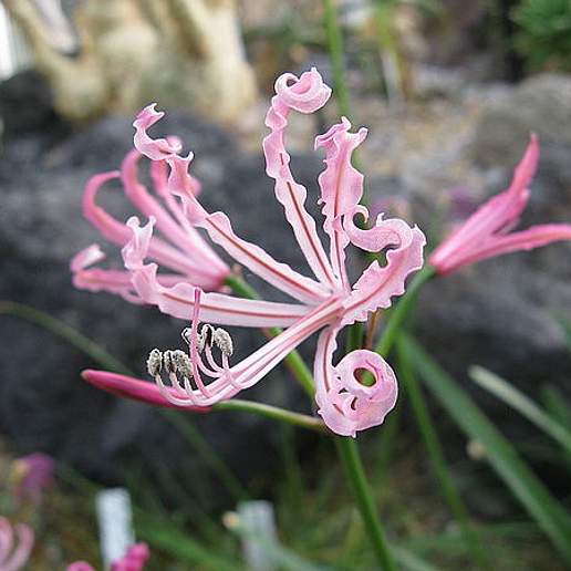 Nerine humilis