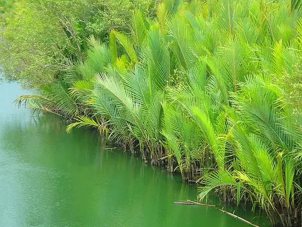 Mangrove Palm