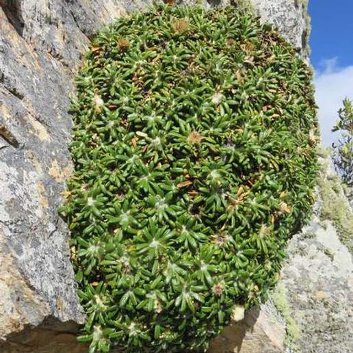 Oldenburgia Paradoxa