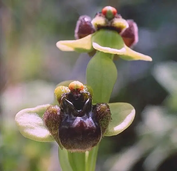Bumble Bee Orchid
