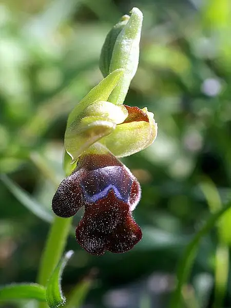 Ophrys Lenae