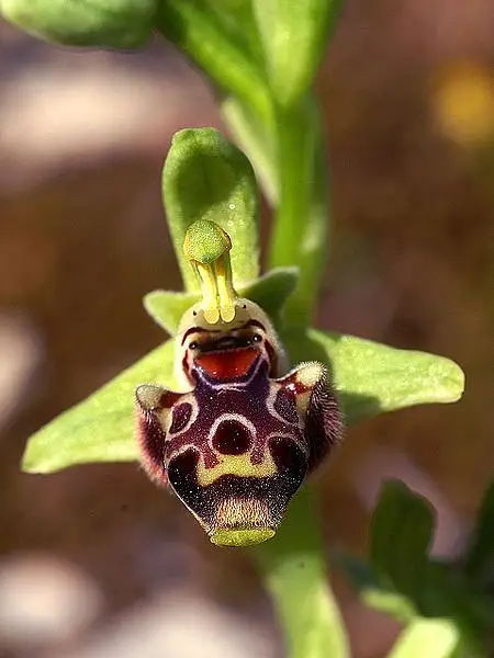 Bumble Bee Orchid