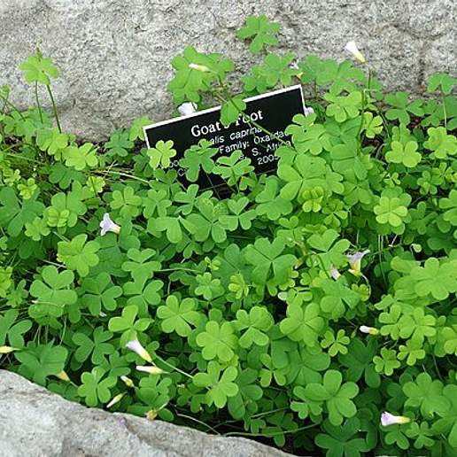 Oxalis caprina