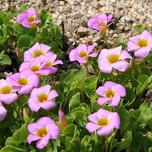 Large Flowering Sorrel