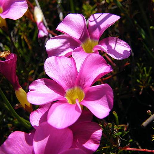 Oxalis Venosa
