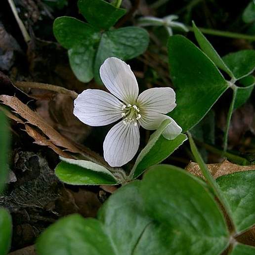 Oxalis Acetosella Griffithii