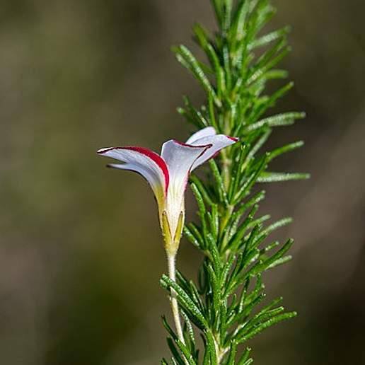 Oxalis Tenuifolia