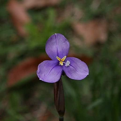 Patersonia Glauca