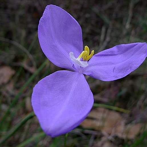 Patersonia Glabrata