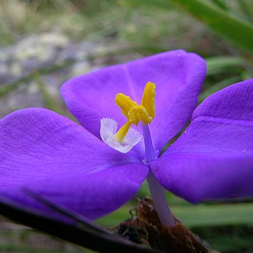 Native Iris
