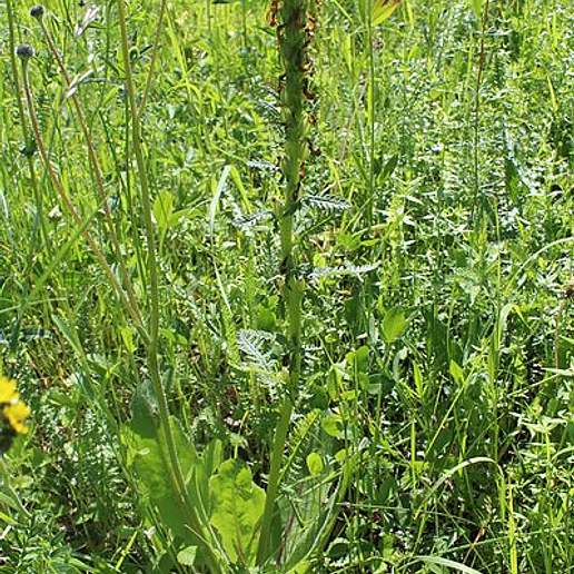 Pedicularis Kaufmannii