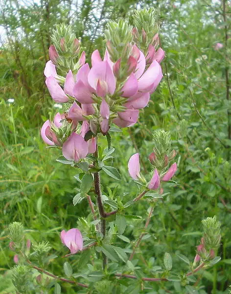 Field Restharrow