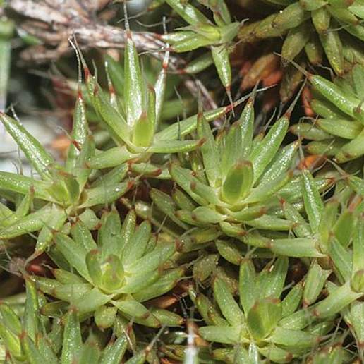 Bristly Haircap Moss