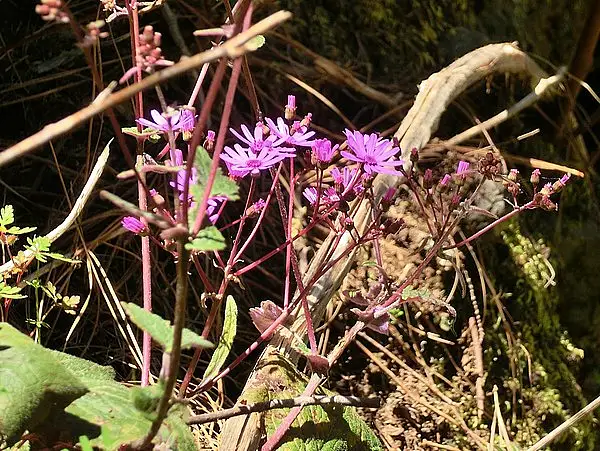Cineraria