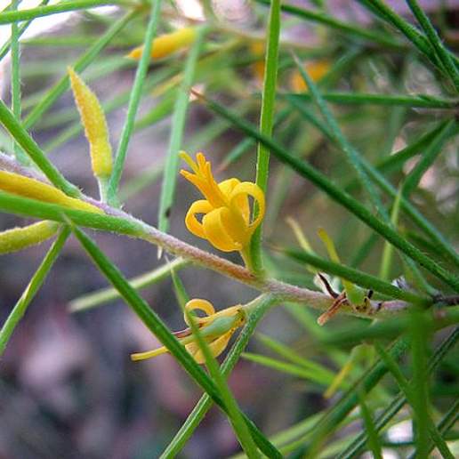 Persoonia Juniperina