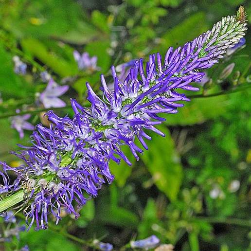 Phyteuma Betonicifolium Sessilifolium