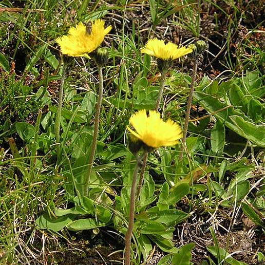 European Hawkweed