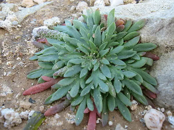 Welden's Plantain