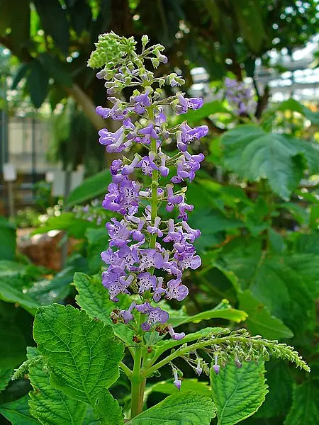Forest Spur Flower