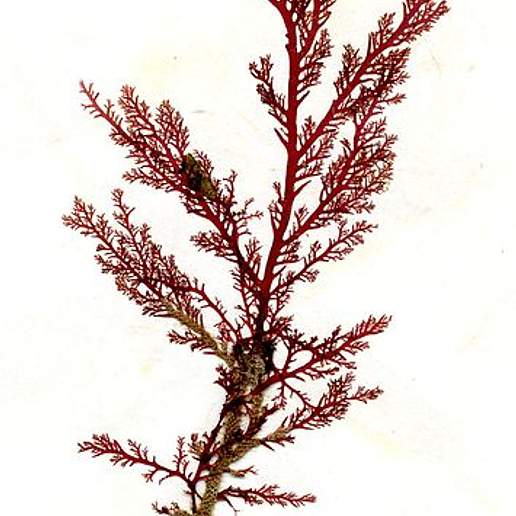 Plocamium Cartilagineum