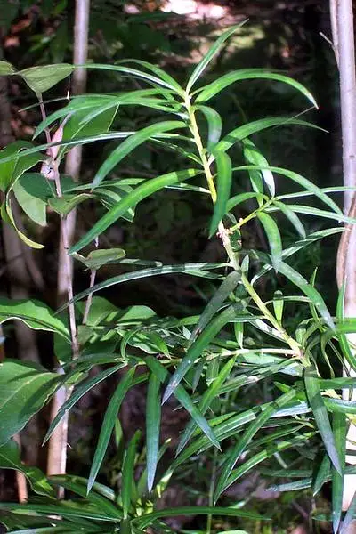 Podocarpus Spinulosus