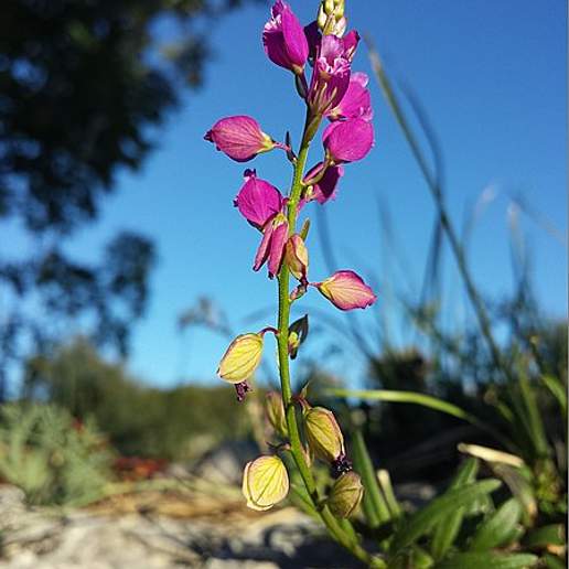 Polygala Mediterranea Subpubescens