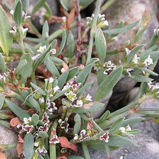 Polygonum Oxyspermum