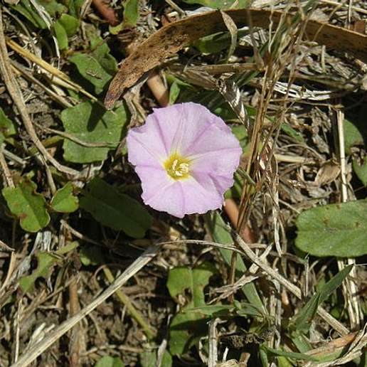 Polymeria Subhirsuta