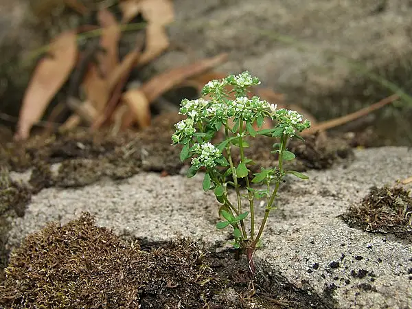 Poranthera Microphylla