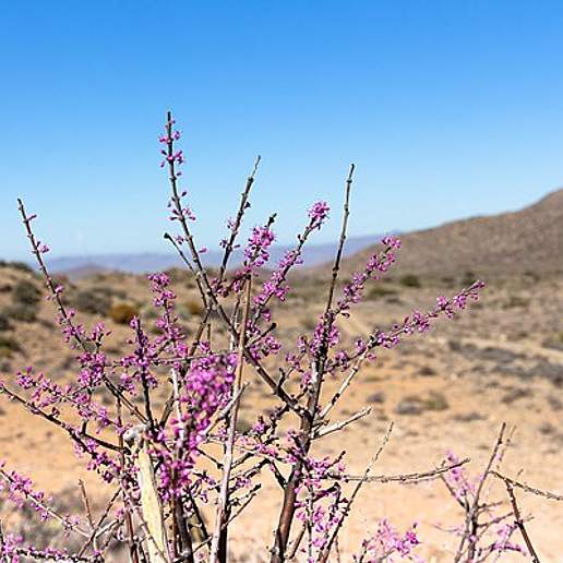 Portulacaria Fruticulosa