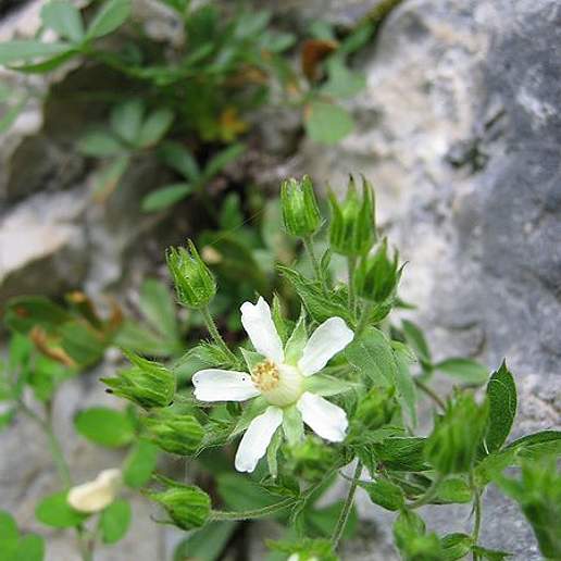 Potentilla Caulescens Anadena