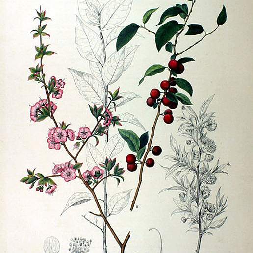 Chinese Bush Cherry