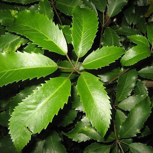 Pseudopanax Arboreus