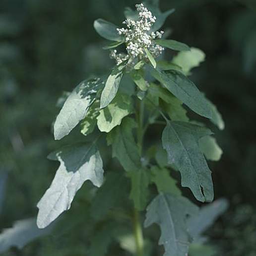 Figleaf Goosefoot