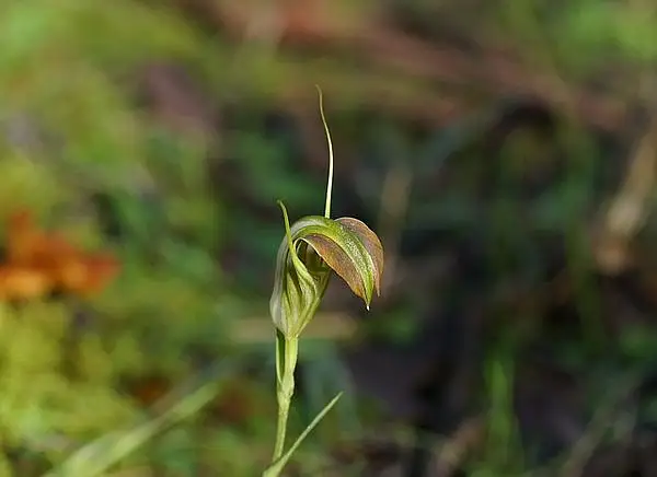 Pterostylis Grandiflora