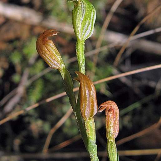 Pterostylis Whitei