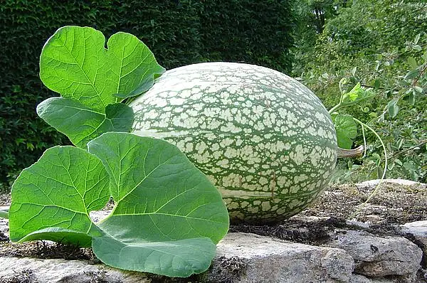 Asian Pumpkin