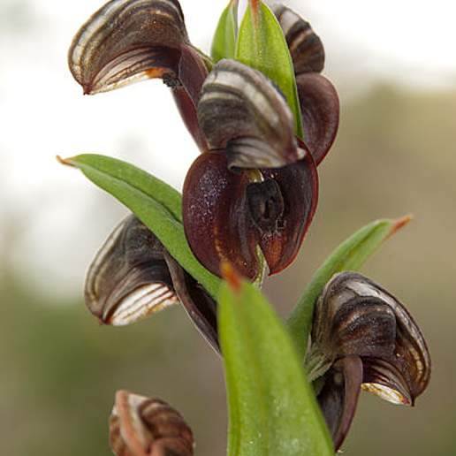 Pterostylis Sanguinea