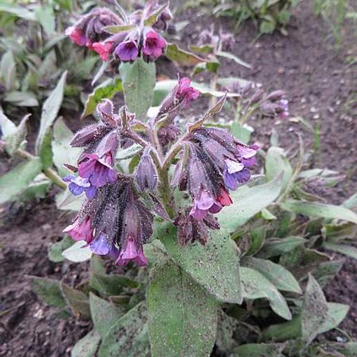 Pulmonaria mollis