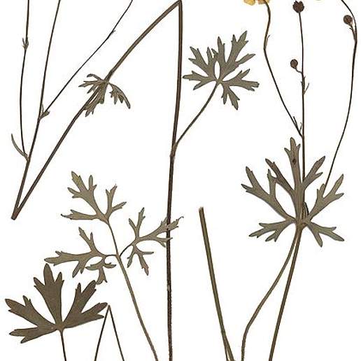 Ranunculus polyanthemos