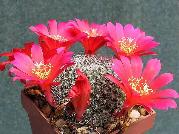 Rebutia 'Sunrise'