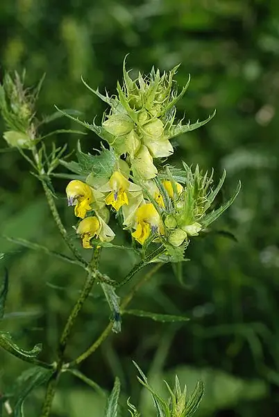 Rhinanthus Glaber Apterus