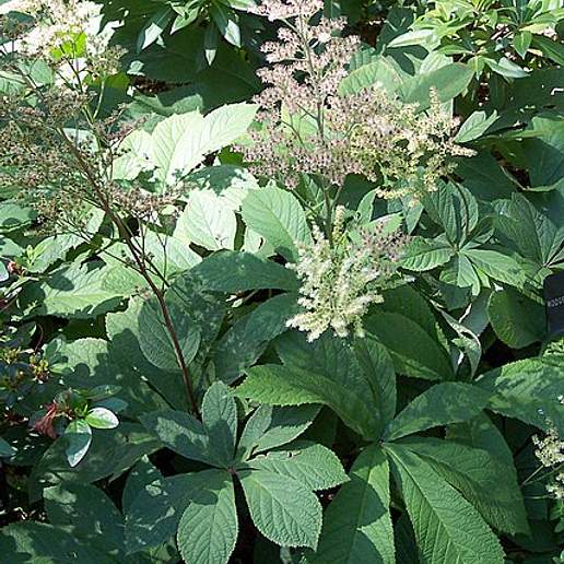 Rodgersia Aesculifolia