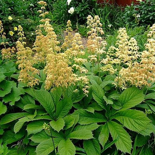 Rodgersia Pinnata