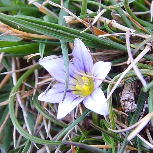Sand Crocus