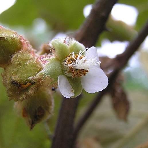Rubus Reflexus Hui