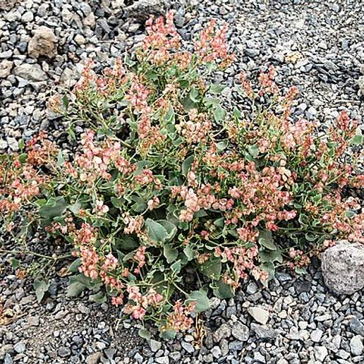 Canary Islands Sorrel