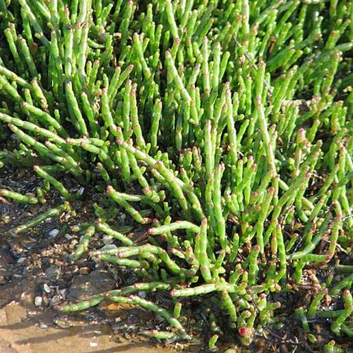 Salicornia Quinqueflora