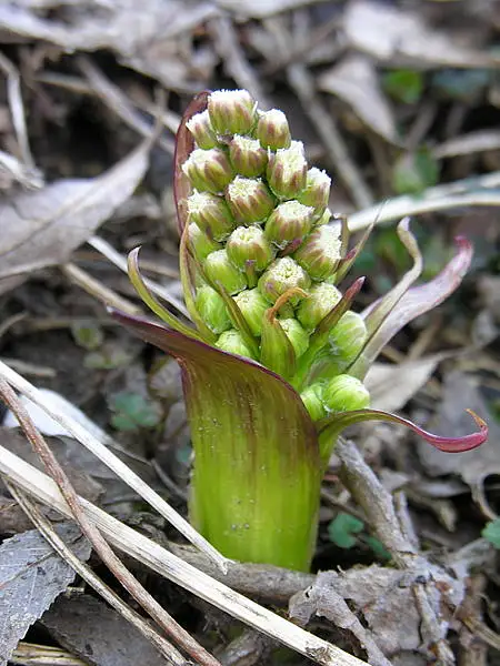 Petasites spurius