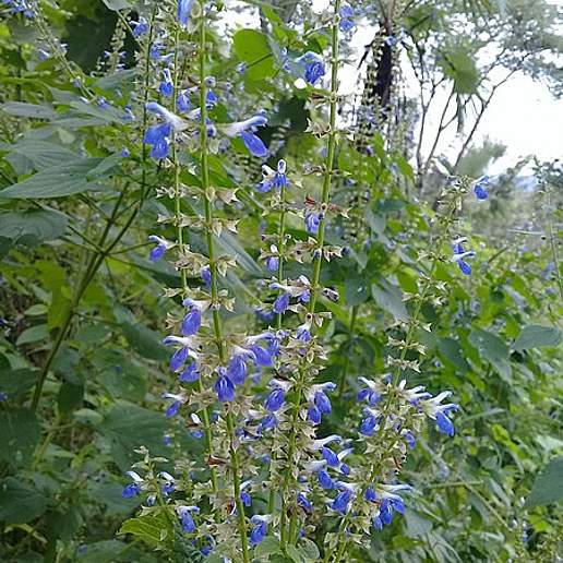 Salvia longispicata
